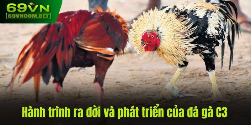 Hành trình ra đời và phát triển của đá gà C3