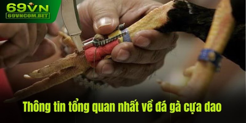 Thông tin tổng quan nhất về kê chiến cựa dao